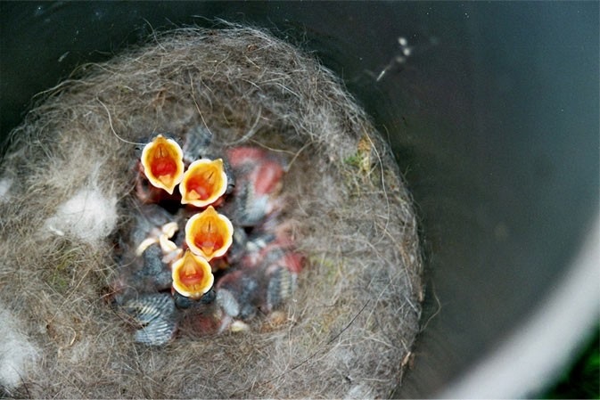 Een nestje met jonge vogeltjes